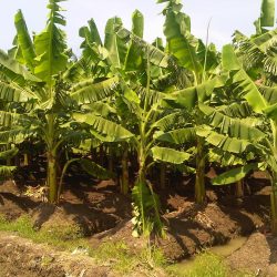 FAKTA-FAKTA UNIK DARI POHON PISANG YANG WAJIB KALIAN KETAHUI