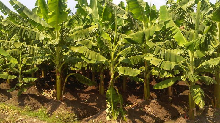 FAKTA-FAKTA UNIK DARI POHON PISANG YANG WAJIB KALIAN KETAHUI